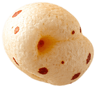 Floating air-roasted lotus seed makhana